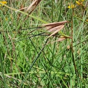 Themeda triandra at QPRC LGA - 23 Jan 2024