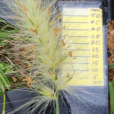 Cenchrus longisetus (Feathertop Grass) at QPRC LGA - 23 Jan 2024 by Steve818