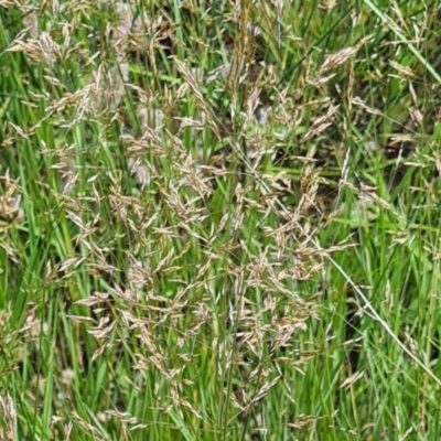 Agrostis capillaris (Brown Top Bent Grass) at Little Taylor Grassland (LTG) - 20 Jan 2024 by galah681