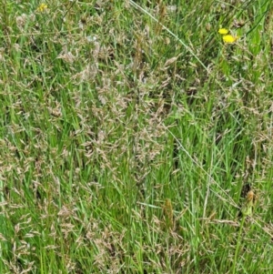 Agrostis capillaris at Little Taylor Grassland (LTG) - 20 Jan 2024
