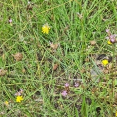 Petrorhagia nanteuilii (Proliferous Pink, Childling Pink) at Little Taylor Grasslands - 20 Jan 2024 by galah681