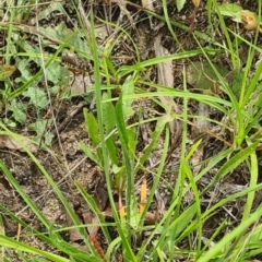Plantago lanceolata (Ribwort Plantain, Lamb's Tongues) at Kambah, ACT - 19 Jan 2024 by galah681