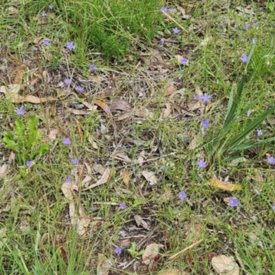 Wahlenbergia sp. (Bluebell) at Kambah, ACT - 20 Jan 2024 by galah681