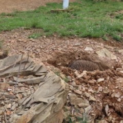 Tachyglossus aculeatus (Short-beaked Echidna) at QPRC LGA - 5 Jan 2024 by Whirlwind