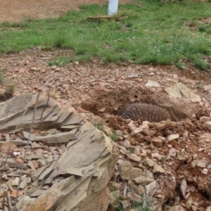 Tachyglossus aculeatus at QPRC LGA - 5 Jan 2024