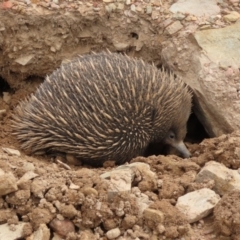 Tachyglossus aculeatus at QPRC LGA - 5 Jan 2024