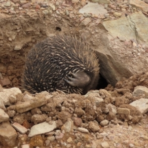 Tachyglossus aculeatus at QPRC LGA - 5 Jan 2024 03:11 PM