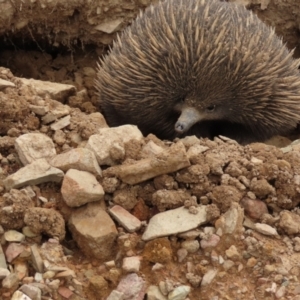 Tachyglossus aculeatus at QPRC LGA - 5 Jan 2024 03:11 PM