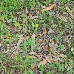 Sonchus oleraceus (Annual Sowthistle) at Little Taylor Grasslands - 20 Jan 2024 by galah681