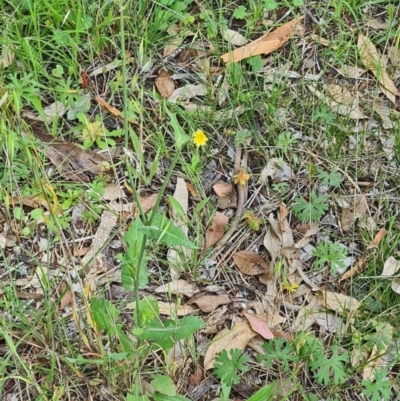 Sonchus oleraceus (Annual Sowthistle) at Kambah, ACT - 20 Jan 2024 by galah681