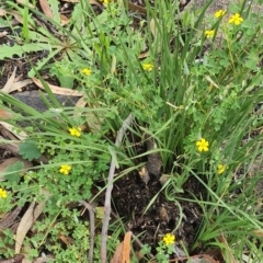 Oxalis perennans (Grassland Wood Sorrel) at Kambah, ACT - 20 Jan 2024 by galah681