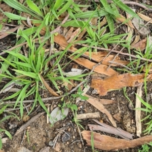 Ehrharta erecta at Little Taylor Grasslands - 20 Jan 2024