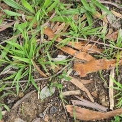 Ehrharta erecta (Panic Veldtgrass) at Kambah, ACT - 20 Jan 2024 by galah681