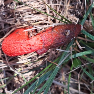 Phallus rubicundus at Mount Majura - 29 Jan 2024