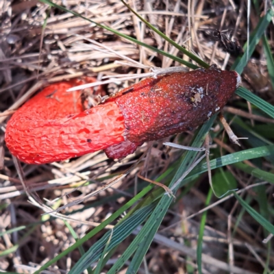 Phallus rubicundus (Phallus rubicundus) at The Fair, Watson - 29 Jan 2024 by abread111