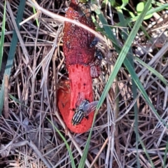 Phallus rubicundus at Mount Majura - 29 Jan 2024