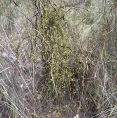 Cassytha pubescens (Devil's Twine) at Aranda, ACT - 23 Jan 2024 by lbradley