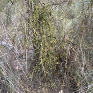 Cassytha pubescens at Aranda Bushland - 23 Jan 2024