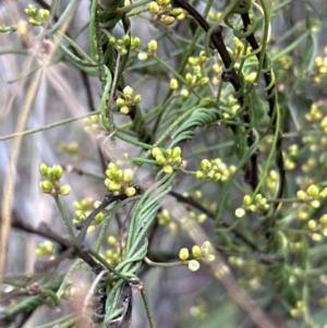 Cassytha pubescens at Aranda Bushland - 23 Jan 2024