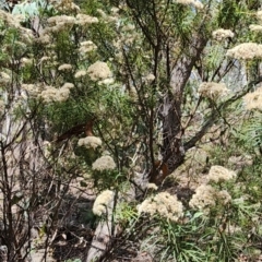 Cassinia longifolia (Shiny Cassinia, Cauliflower Bush) at Burra, NSW - 23 Jan 2024 by Steve818
