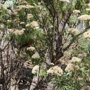 Cassinia longifolia at Googong Foreshore - 23 Jan 2024