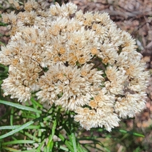 Cassinia longifolia at Googong Foreshore - 23 Jan 2024