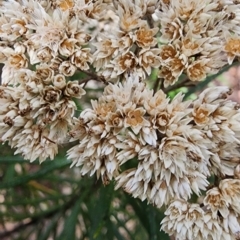 Cassinia longifolia at Googong Foreshore - 23 Jan 2024