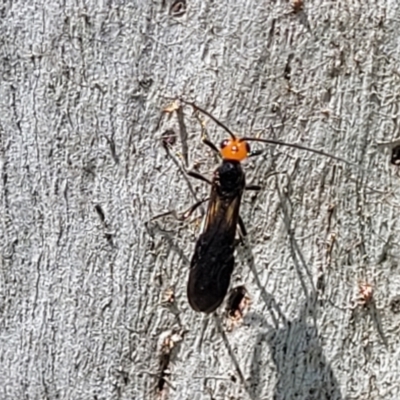 Callibracon capitator (White Flank Black Braconid Wasp) at Whitlam, ACT - 23 Jan 2024 by trevorpreston