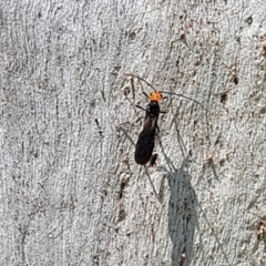 Callibracon capitator at Molonglo River Reserve - 23 Jan 2024 04:10 PM