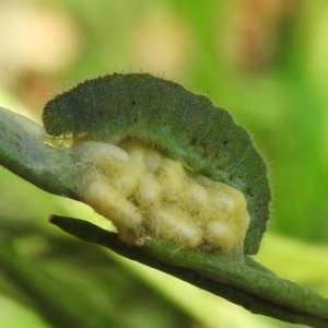 Pieris rapae at Mount Painter - 23 Jan 2024