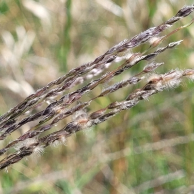 Digitaria brownii (Cotton Panic Grass) at Whitlam, ACT - 23 Jan 2024 by trevorpreston
