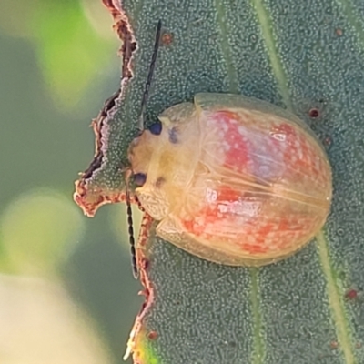 Paropsisterna fastidiosa (Eucalyptus leaf beetle) at Kama - 23 Jan 2024 by trevorpreston