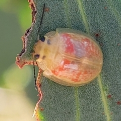 Paropsisterna fastidiosa at Kama - 23 Jan 2024