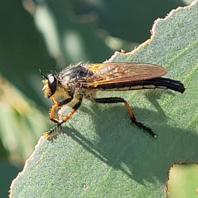 Neoscleropogon sp. (genus) (Robber fly) at Molonglo River Reserve - 23 Jan 2024 by trevorpreston