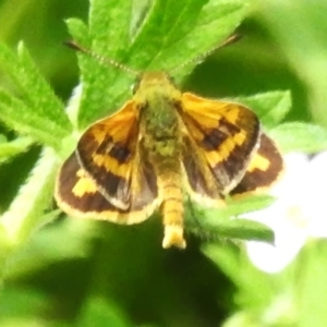 Ocybadistes walkeri at Cook, ACT - 23 Jan 2024 01:13 PM