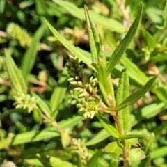 Persicaria prostrata (Creeping Knotweed) at Kama - 23 Jan 2024 by trevorpreston