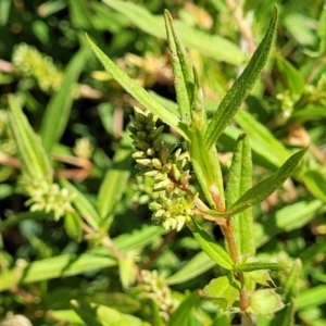 Persicaria prostrata at Molonglo River Reserve - 23 Jan 2024