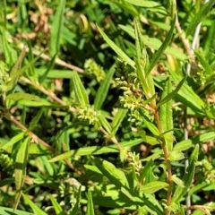 Persicaria prostrata at Molonglo River Reserve - 23 Jan 2024 03:55 PM