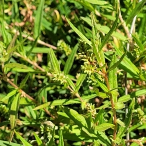 Persicaria prostrata at Molonglo River Reserve - 23 Jan 2024