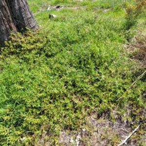 Persicaria prostrata at Molonglo River Reserve - 23 Jan 2024