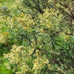 Cassinia quinquefaria (Rosemary Cassinia) at Molonglo River Reserve - 23 Jan 2024 by trevorpreston