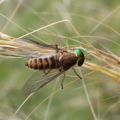 Ectenopsis sp. (March fly) at Mount Painter - 23 Jan 2024 by CathB