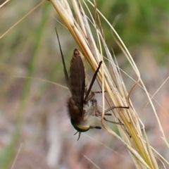 Ectenopsis sp. at Mount Painter - 23 Jan 2024