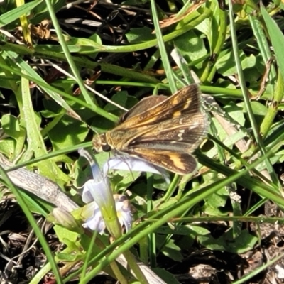 Taractrocera papyria (White-banded Grass-dart) at Whitlam, ACT - 23 Jan 2024 by trevorpreston