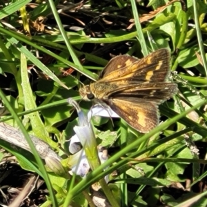 Taractrocera papyria at Kama - 23 Jan 2024