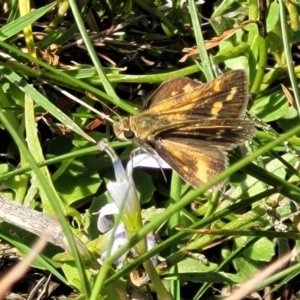 Taractrocera papyria at Kama - 23 Jan 2024 03:49 PM