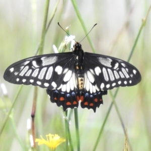 Papilio anactus at McQuoids Hill - 23 Jan 2024