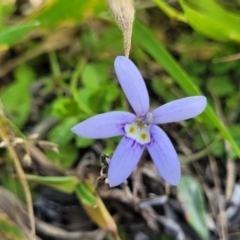 Isotoma fluviatilis subsp. australis (Swamp Isotome) at Molonglo River Reserve - 23 Jan 2024 by trevorpreston