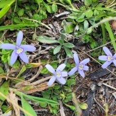 Isotoma fluviatilis subsp. australis at Kama - 23 Jan 2024 03:48 PM