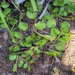 Isotoma fluviatilis subsp. australis at Kama - 23 Jan 2024